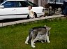 Spot the two dogs!.jpg